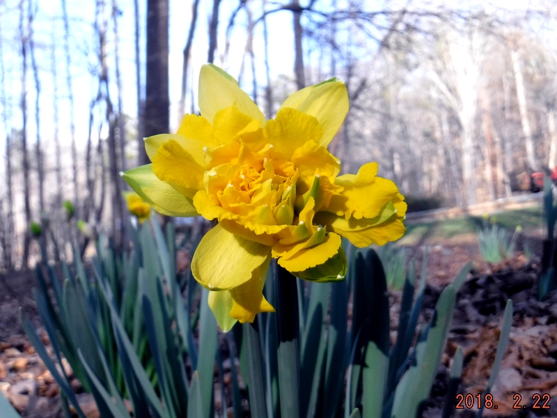 Daffodil